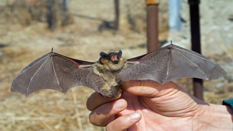 Three Ways to Free Your Home of Bats in Alexandria